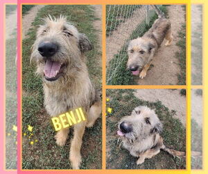 Airedale Terrier-Unknown Mix Dogs for adoption in Pierceton , IN, USA