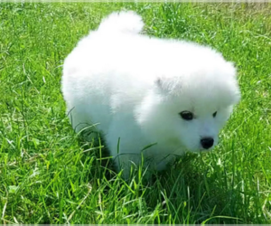 Samoyed Puppy for sale in HOLLYWOOD, CA, USA