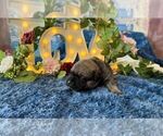 Small #1 Cane Corso