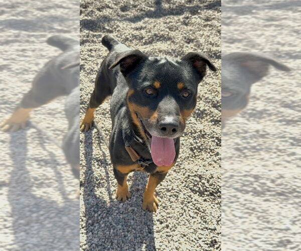 Medium Photo #8 Rottweiler Puppy For Sale in Gilbert, AZ, USA