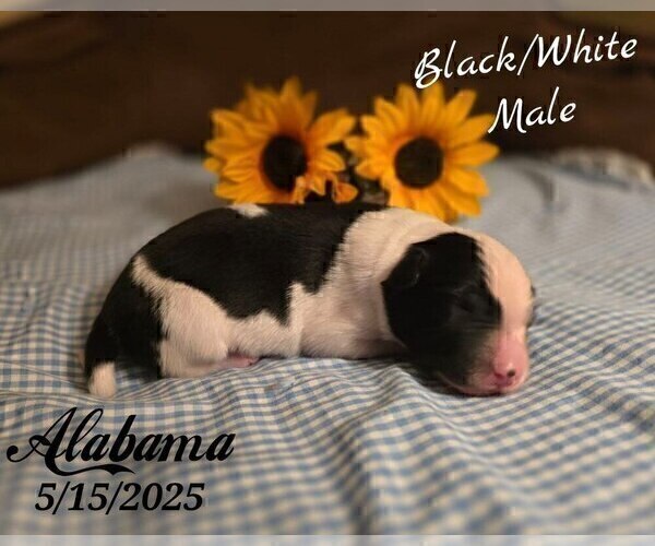Medium Photo #43 Border Collie Puppy For Sale in BROOKFIELD, MO, USA