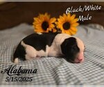 Small #8 Border Collie