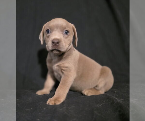 Medium Photo #4 Mutt Puppy For Sale in McKinney, TX, USA