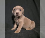 Small #3 Mutt