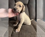 Small Photo #1 Great Dane Puppy For Sale in SHARPSVILLE, IN, USA