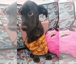 Small #1 Catahoula Leopard Dog-Labrador Retriever Mix