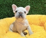 Small Photo #5 French Bulldog Puppy For Sale in BEAVERTON, OR, USA