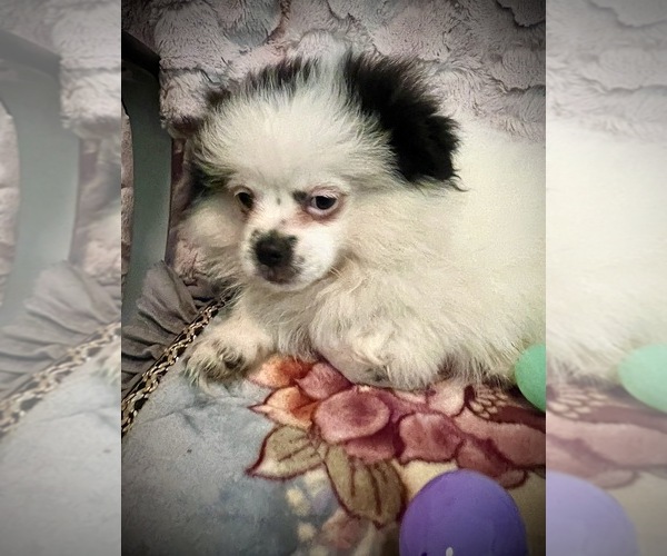 Medium Photo #1 Pominese Puppy For Sale in SAINT AUGUSTINE, FL, USA