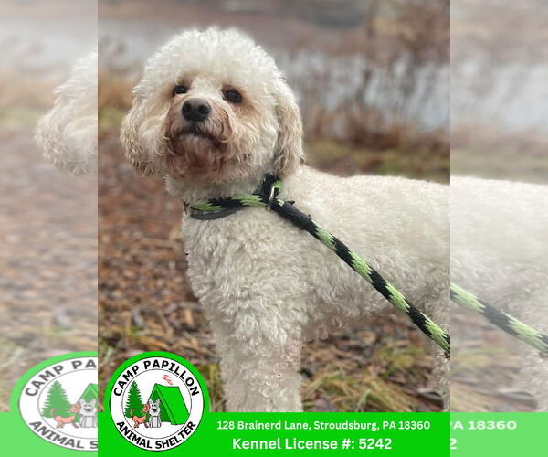 Medium Photo #2 Poochon Puppy For Sale in Stroudsburg, PA, USA
