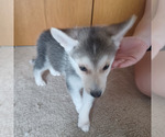 Small #5 Gerberian Shepsky
