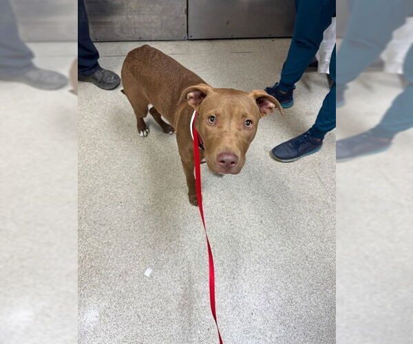 Medium Photo #1 Mutt Puppy For Sale in Riverside, CA, USA