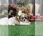 Small #4 Shih Tzu
