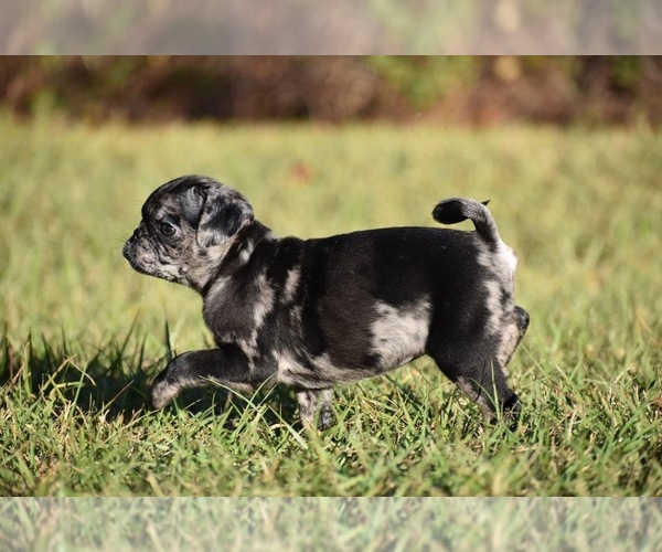 Medium Photo #7 Pug Puppy For Sale in PALM COAST, FL, USA