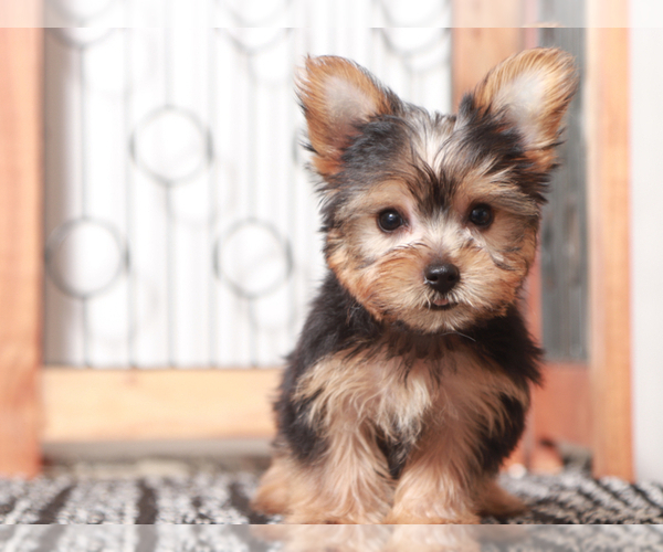 Medium Photo #3 Yorkshire Terrier Puppy For Sale in NAPLES, FL, USA