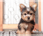 Small #2 Yorkshire Terrier