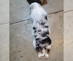 Small #3 Australian Shepherd