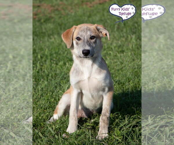 Medium Photo #3 Siberian Husky-Unknown Mix Puppy For Sale in Lee's Summit, MO, USA