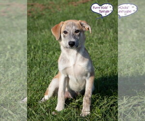 Libby - Female Labrador Retriever-Unknown Mix Dog for Adoption - Photo #3