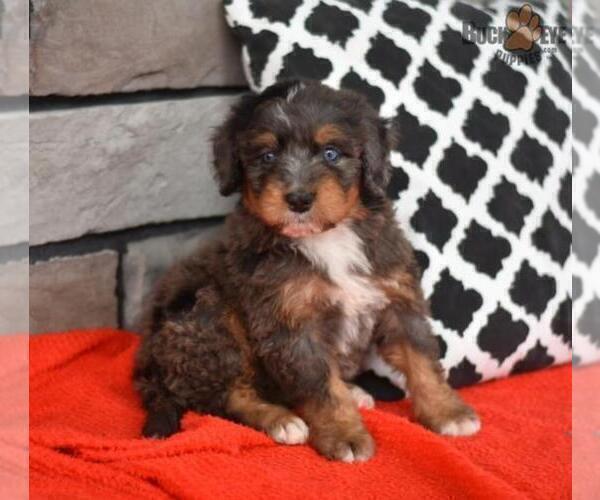 Medium Photo #17 Miniature Bernedoodle Puppy For Sale in MILLERSBURG, OH, USA