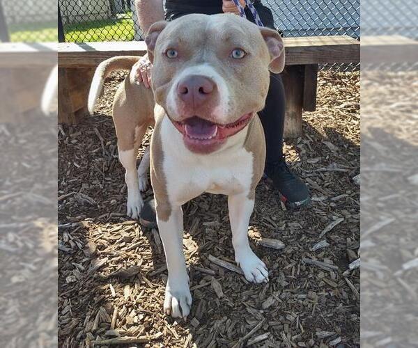 Medium Photo #1 Siberian Husky-Unknown Mix Puppy For Sale in Santa Cruz, CA, USA