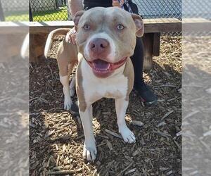 Siberian Husky-Unknown Mix Dogs for adoption in Santa Cruz, CA, USA