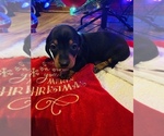 Small Photo #2 Dachshund Puppy For Sale in CARROLLTON, IL, USA