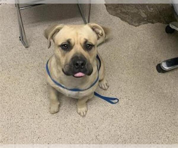 Medium Photo #2 Mastiff Puppy For Sale in Bakersfield, CA, USA