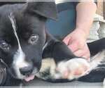 Small Photo #1 Labrador Retriever Puppy For Sale in Tulsa, OK, USA