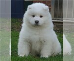 Small Photo #4 Samoyed Puppy For Sale in BAXTER, TN, USA