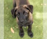 Small #15 Labrador Retriever Mix