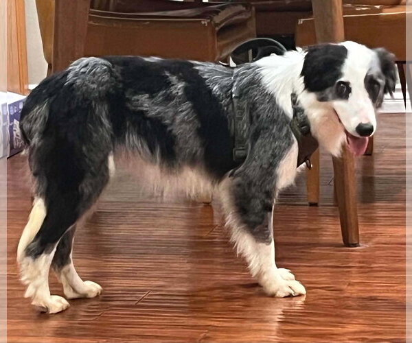 Medium Photo #5 Border Collie-Unknown Mix Puppy For Sale in Corona, CA, USA