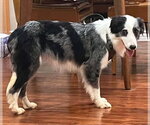 Small #4 Border Collie Mix
