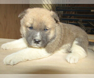 Akita Puppy for sale in KOKOMO, IN, USA