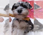 Small Schnauzer (Miniature)