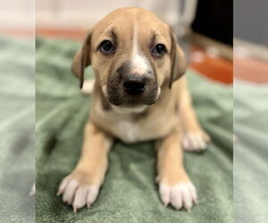 Mutt Dogs for adoption in Canton, CT, USA