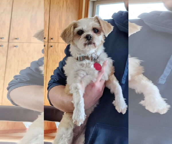 Medium Photo #3 Shih Tzu Puppy For Sale in St. Louis Park, MN, USA