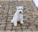 Small #5 Schnauzer (Miniature)