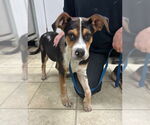 Small #3 Beagle Mix