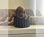 Small #6 Goldendoodle (Miniature)