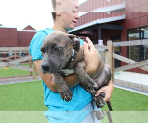 American Pit Bull Terrier Dogs for adoption in Chestertown, MD, USA