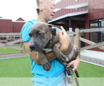 Small American Pit Bull Terrier
