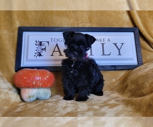 Schnauzer (Miniature) Puppy for sale in FAYETTEVILLE, IL, USA