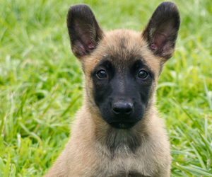 Medium Belgian Malinois