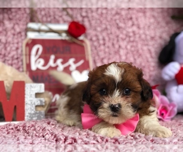 Medium Photo #6 Zuchon Puppy For Sale in CLAY, PA, USA