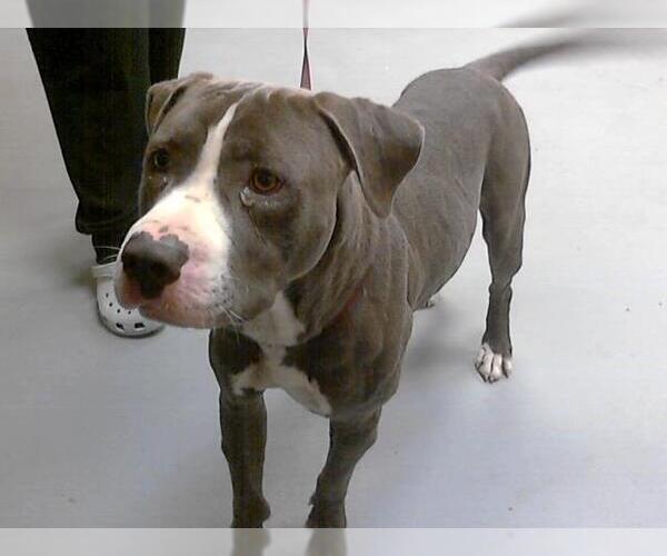 Medium Photo #1 American Pit Bull Terrier Puppy For Sale in Fayetteville, NC, USA