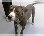 Small American Pit Bull Terrier