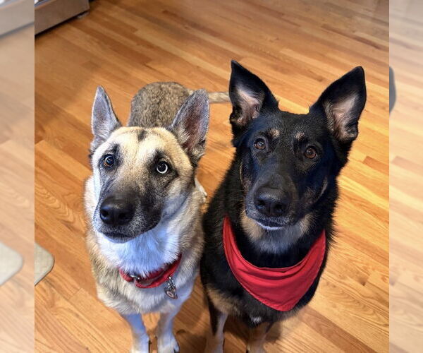 Medium Photo #4 Gerberian Shepsky Puppy For Sale in San Jose, CA, USA