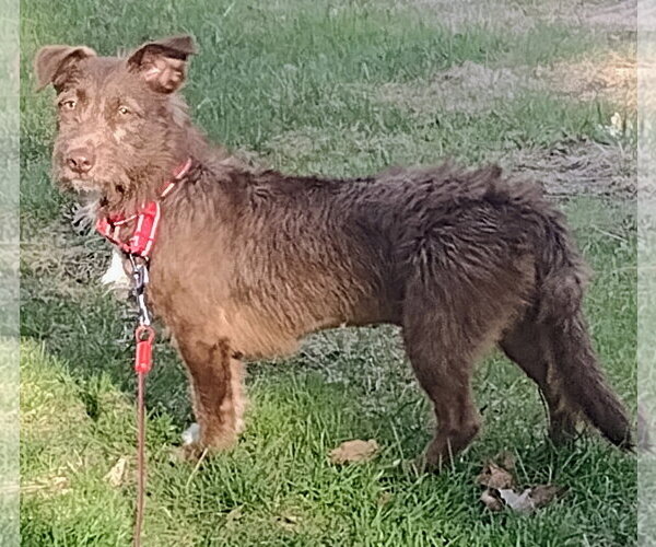 Medium Photo #3 Mutt Puppy For Sale in Brooklyn Center, MN, USA