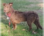 Small #2 Mutt