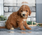 Small Photo #13 Goldendoodle (Miniature) Puppy For Sale in HOLMESVILLE, OH, USA